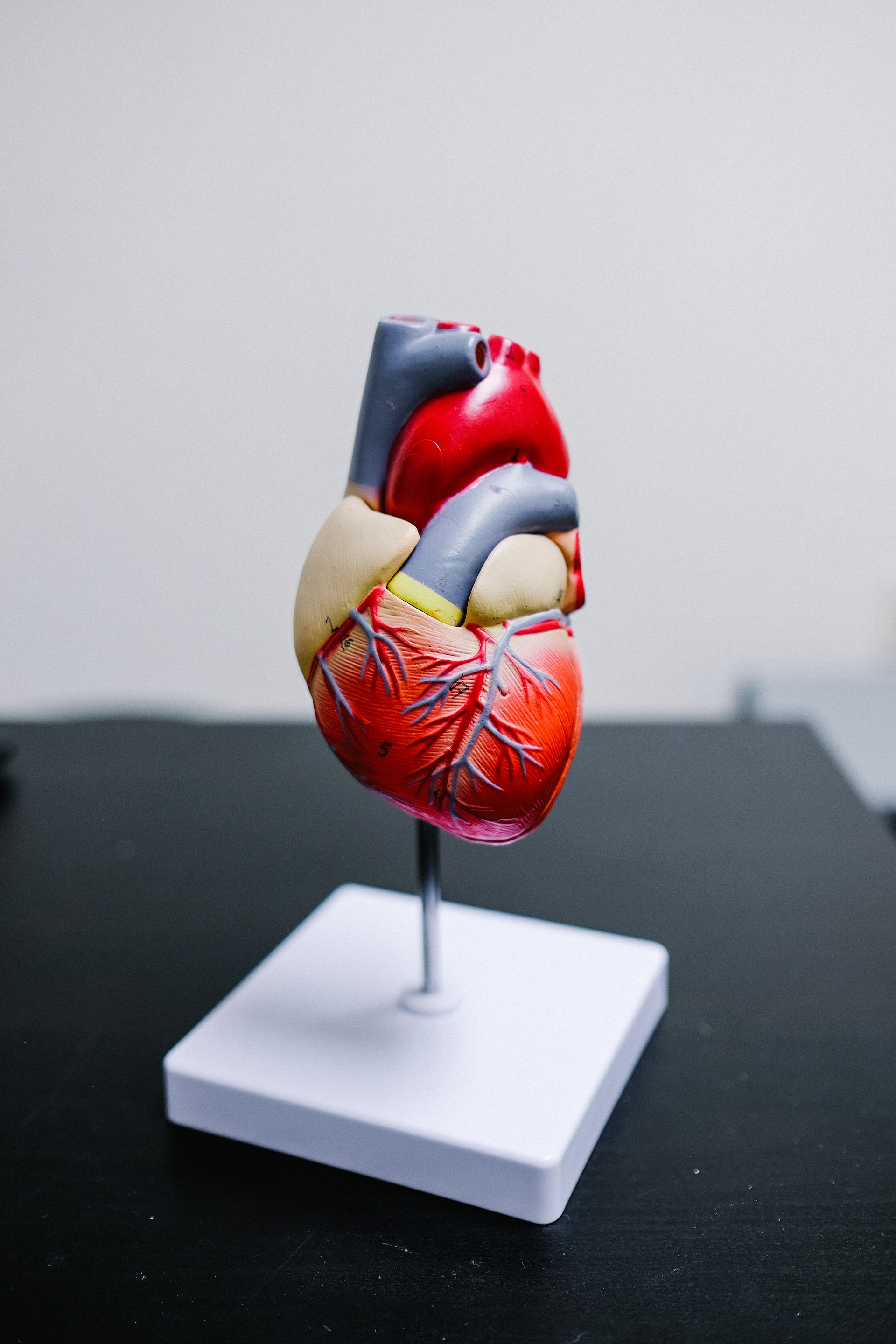 Modell eines Herzens mit Arterien