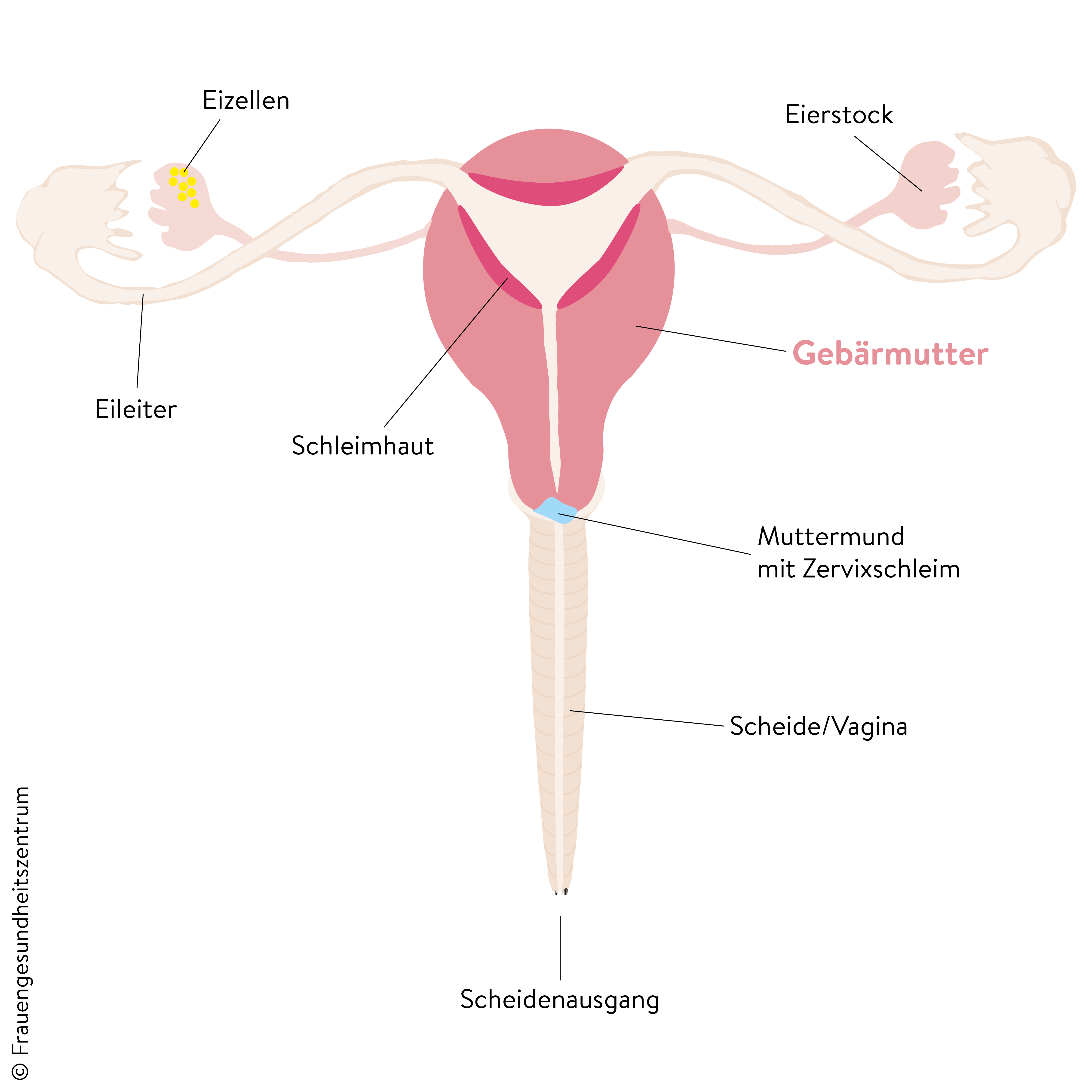 Gebärmutter Grafik