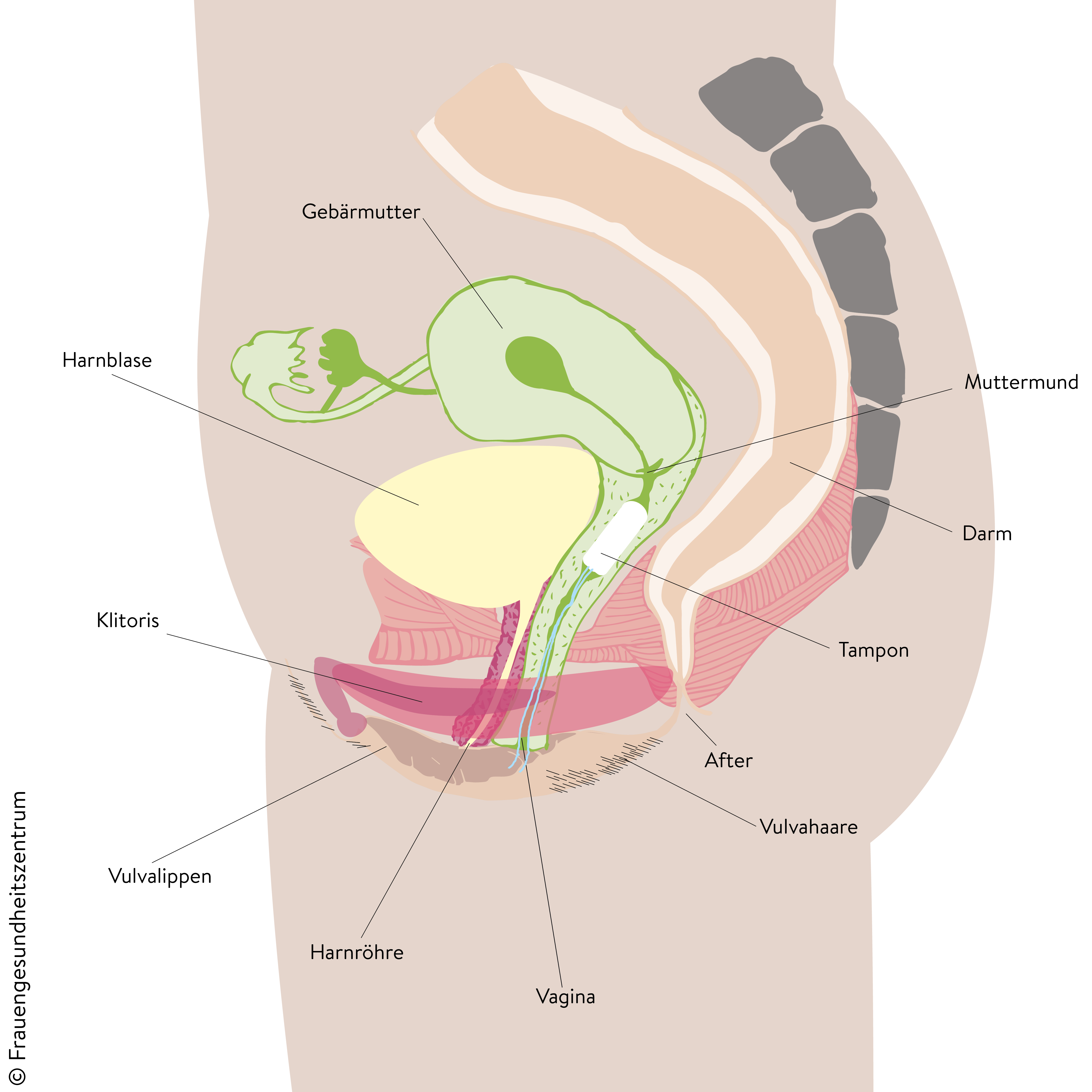 Unterleib Frau: Anatomie Querschnitt Tampon