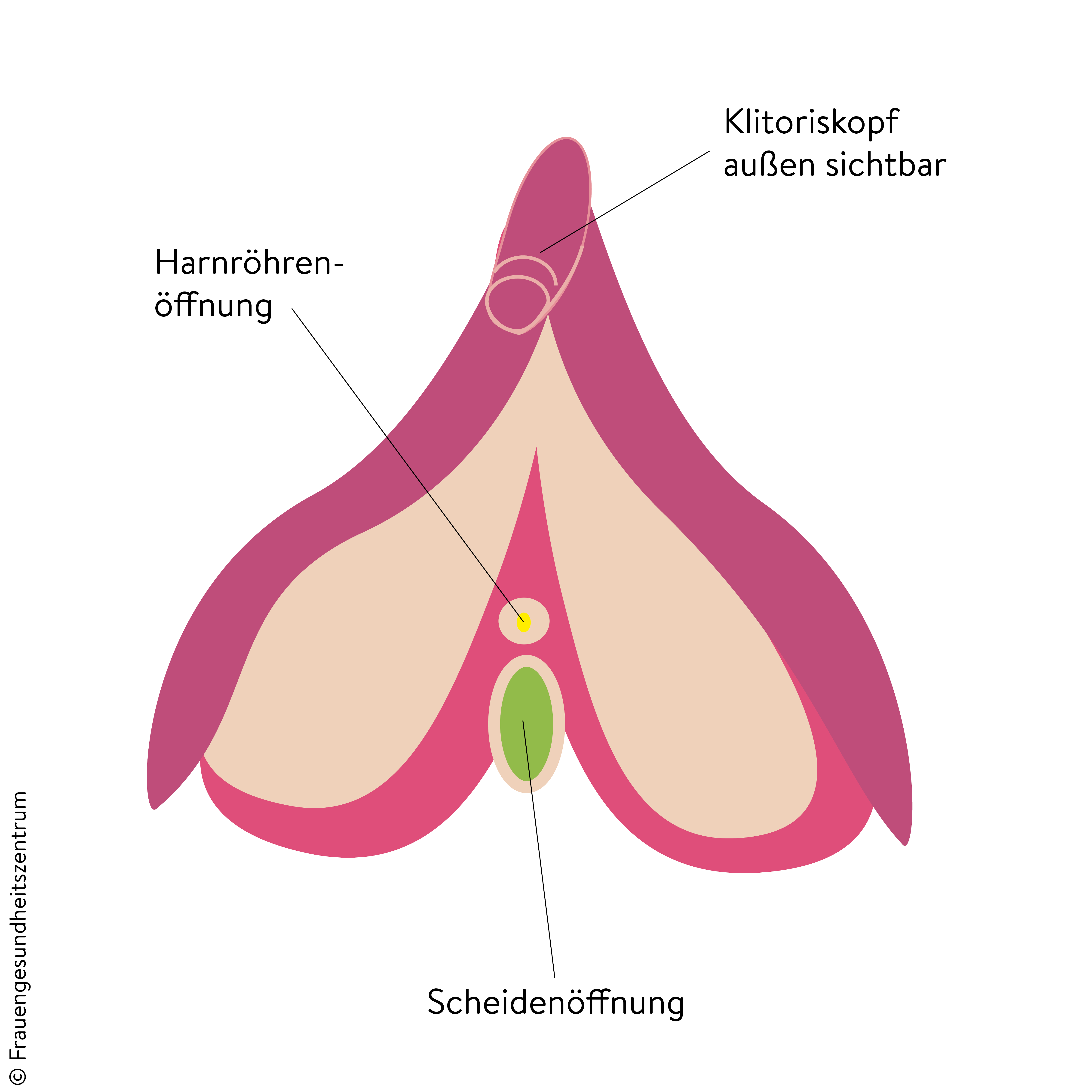 Klitoris vereinfacht