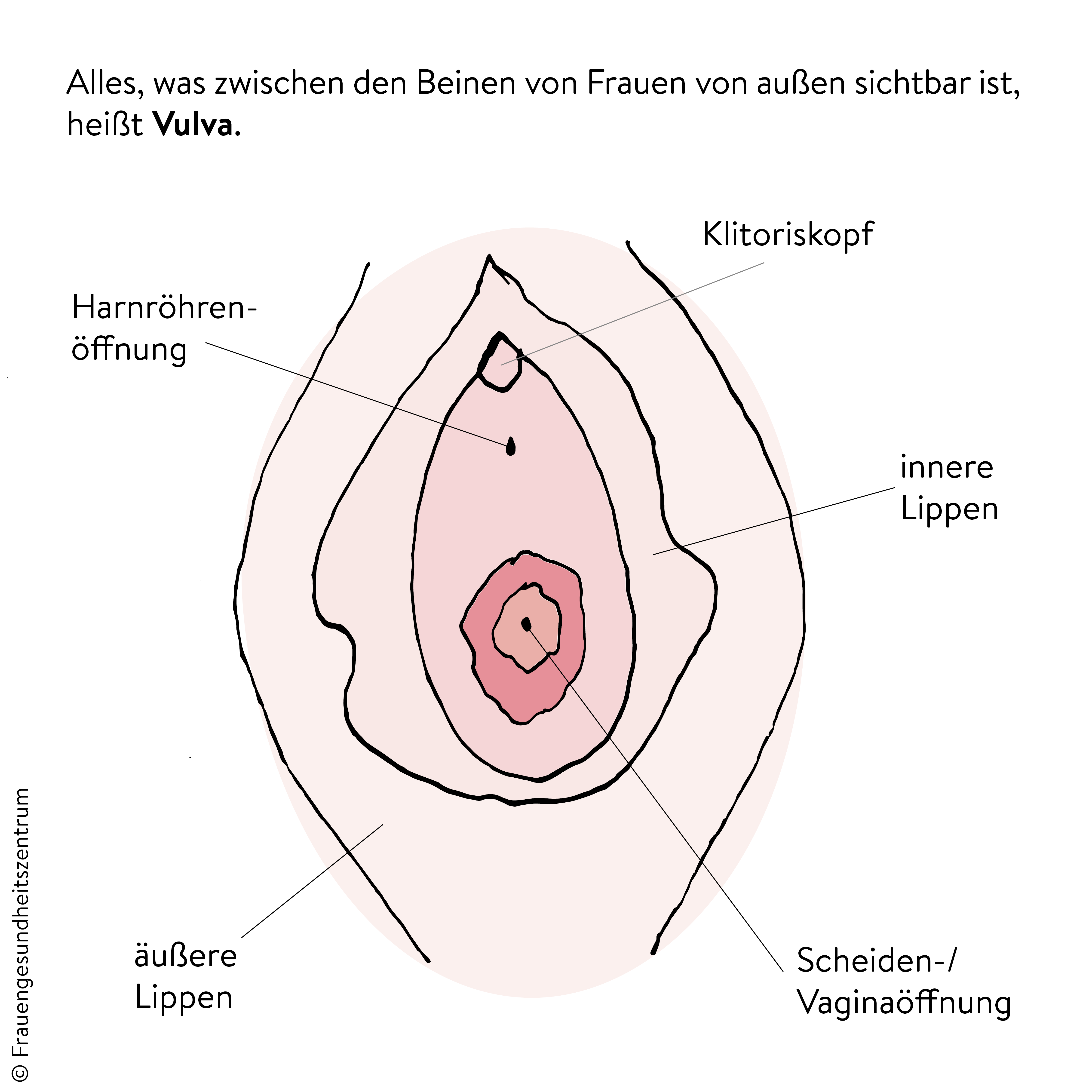 Vulva Grafik