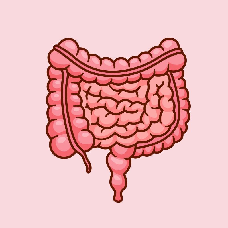 Illustration des menschlichen Darmsystems mit Dickdarm und Dünndarm auf rosafarbenem Hintergrund